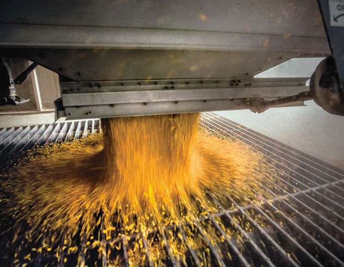 Corn pours from vent.